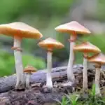 Santa Cruz Decriminalizes all Psychedelic Plants & Fungi