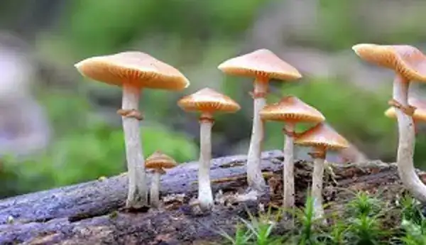 Santa Cruz Decriminalizes all Psychedelic Plants & Fungi